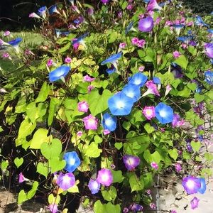 Meet your Posher, Jane